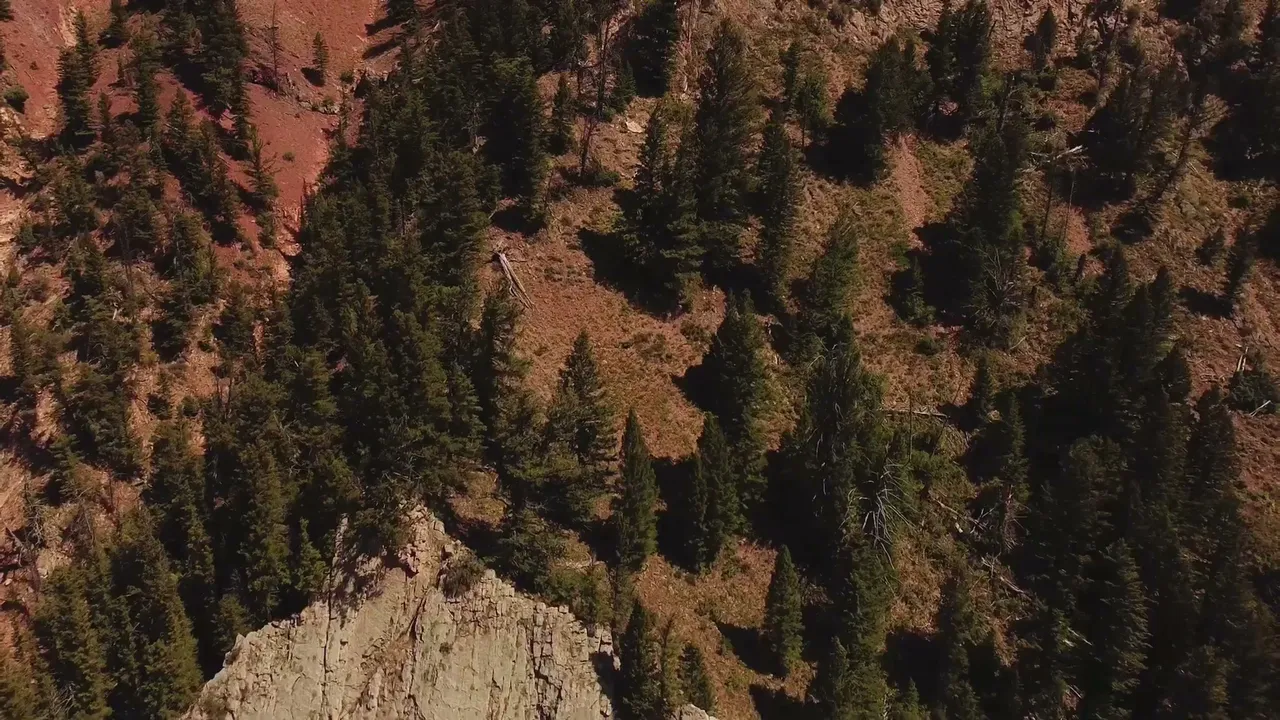 Aerial drone view of pine forest on a rocky ridgeline